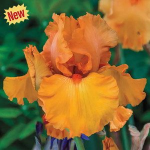 Penny Lane Reblooming Bearded Iris