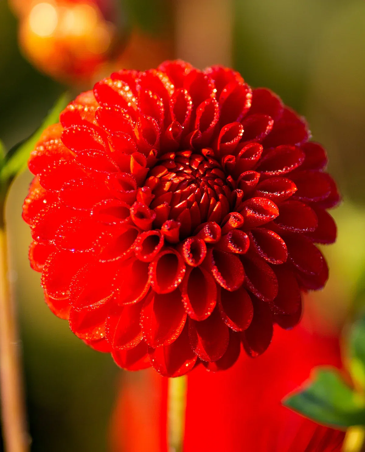 Image of Salsa Ball Dahlia - 3 root divisions