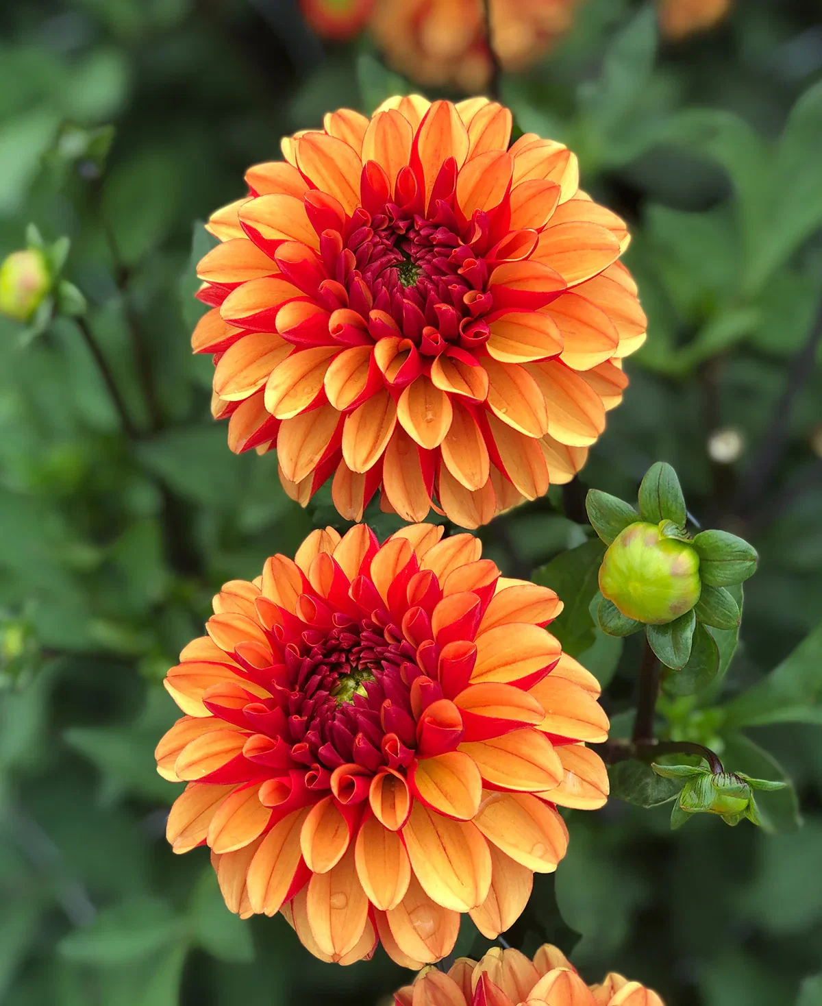 Image of American Sunset Ball Dahlia - 3 root divisions
