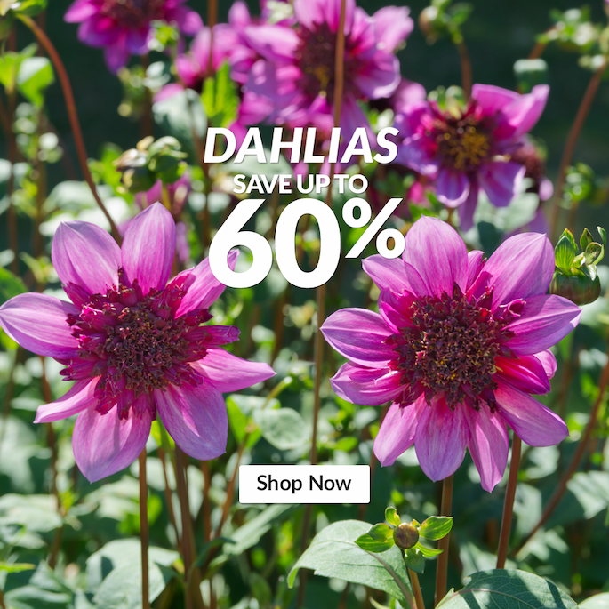 Dahlias: Up to 56% off