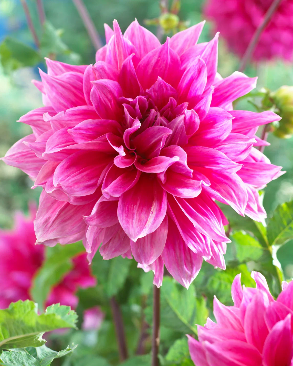 Image of Emory Paul Decorative Dahlia - 3 root divisions