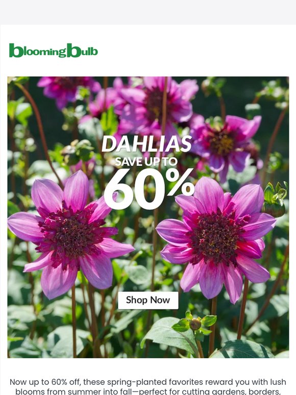 Save Up to 60% on Stunning Dahlias