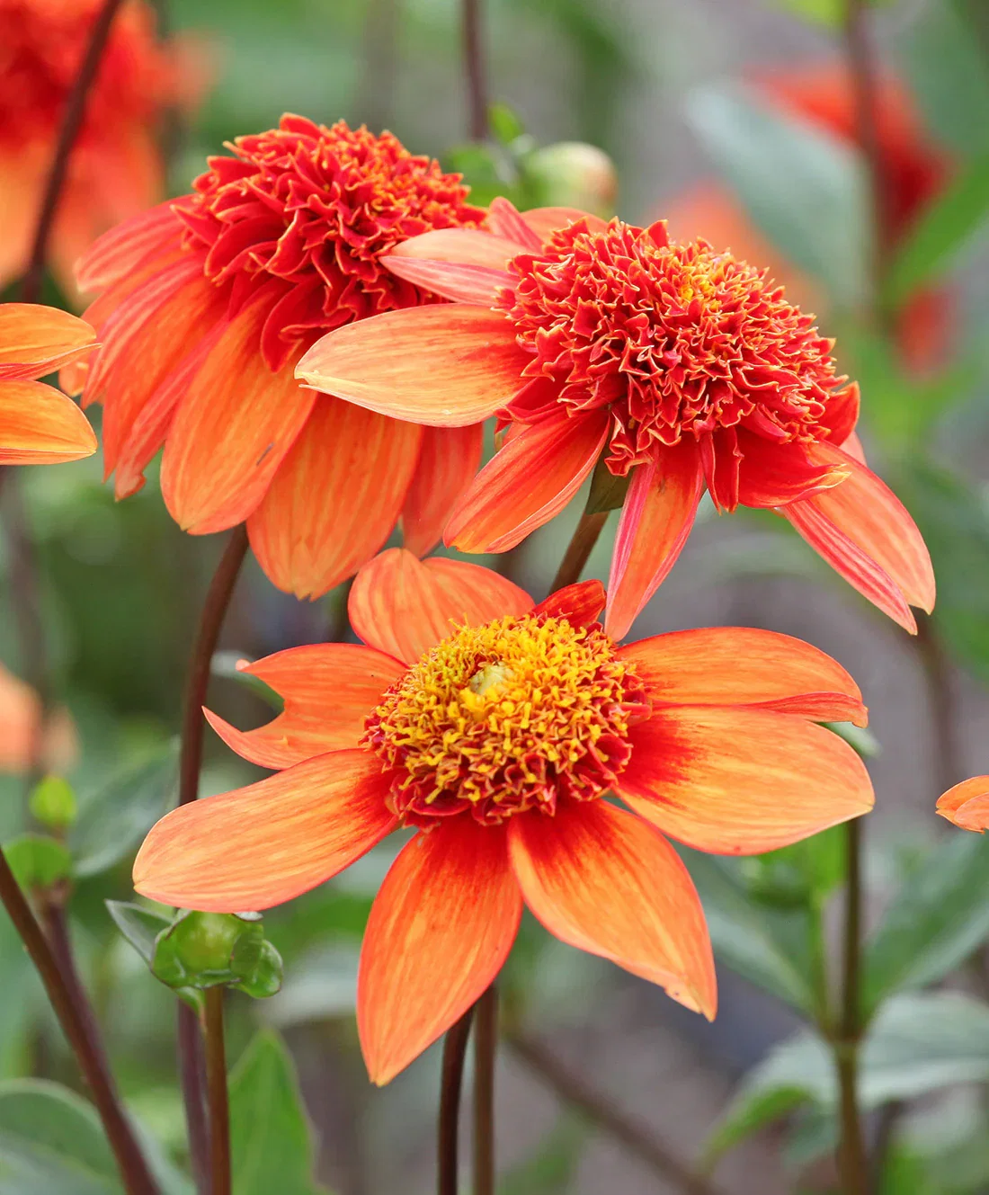 Image of Josie Anemone Dahlia - 3 root divisions