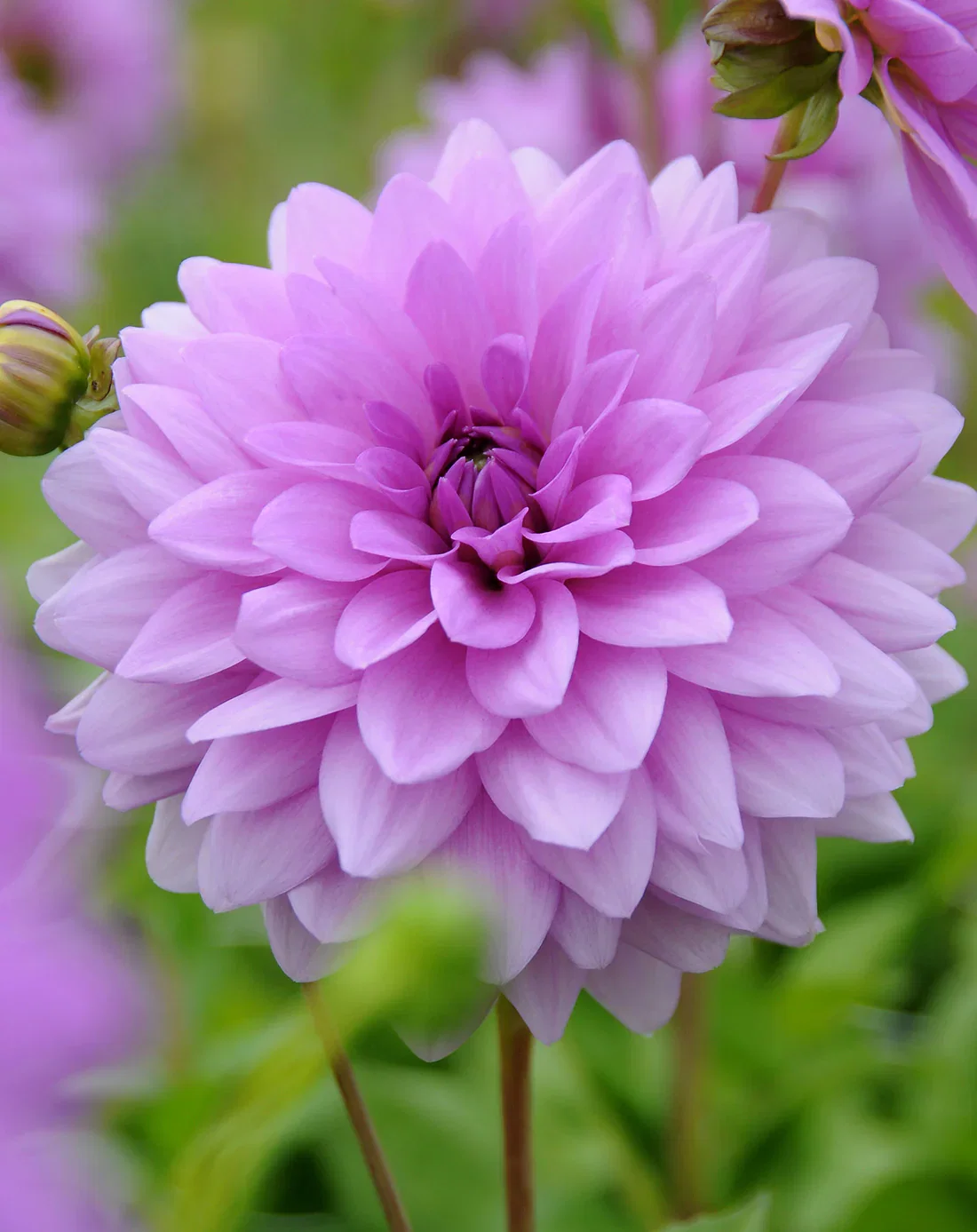 Image of Blue Boy Decorative Dahlia - 3 root divisions