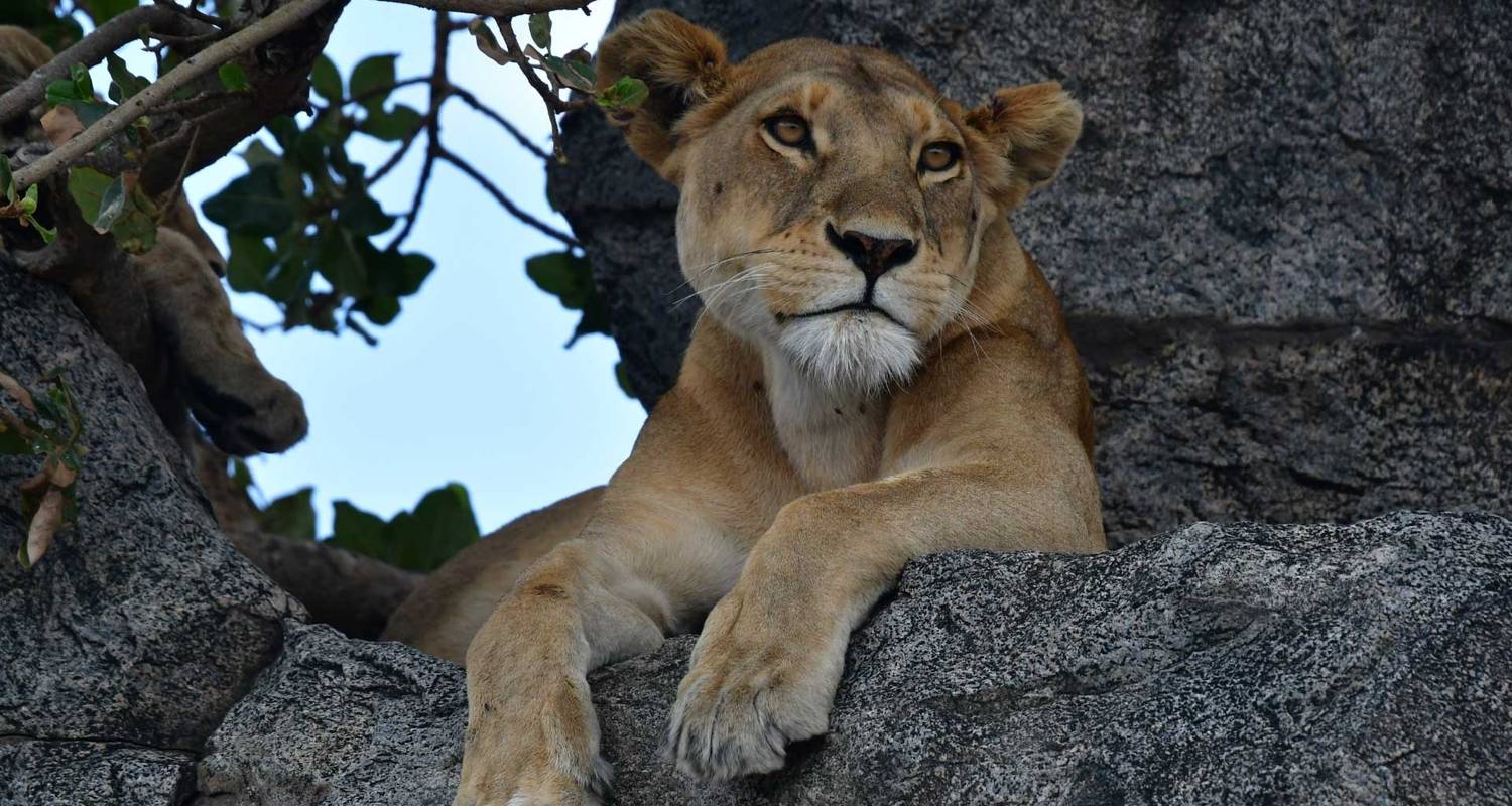 Big Five Classic Safari in Tanzania