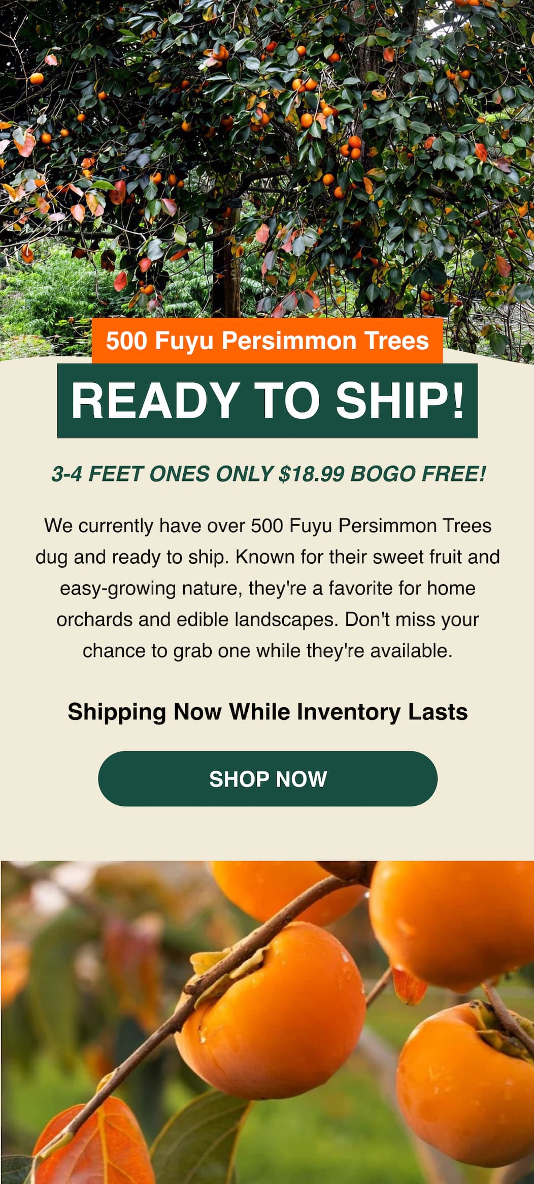500 Fuyu Persimmon Trees