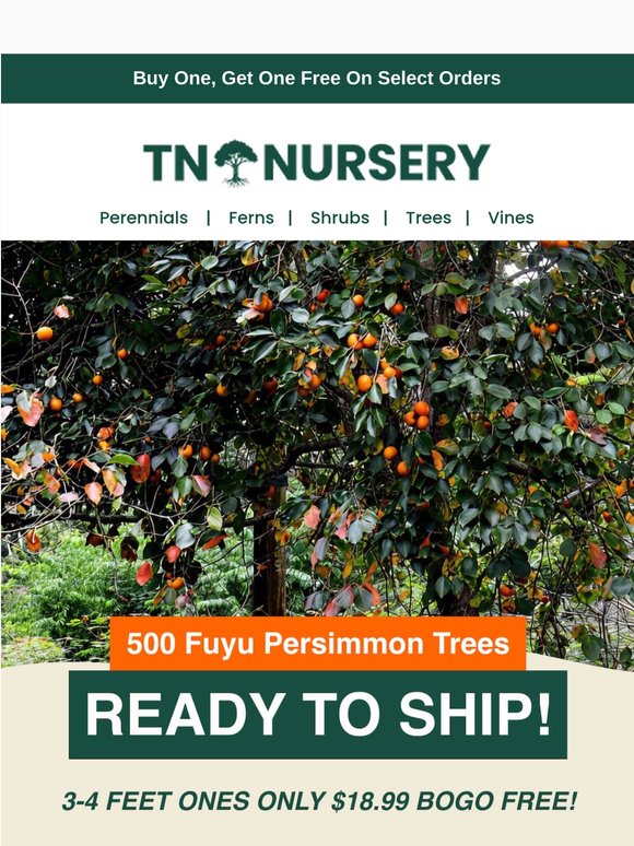 500 Fuyu Persimmon Trees Ready to Ship 🌳
