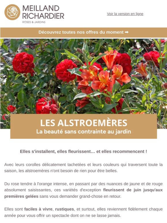 Le temps des alstroemères... La couleur qui ne s'arrête jamais !