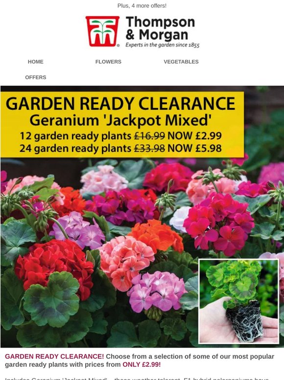 CLEARANCE! Garden Ready Geranium Jackpot 25p each!