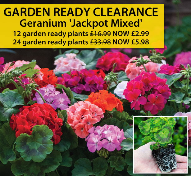 Garden Ready Clearance
