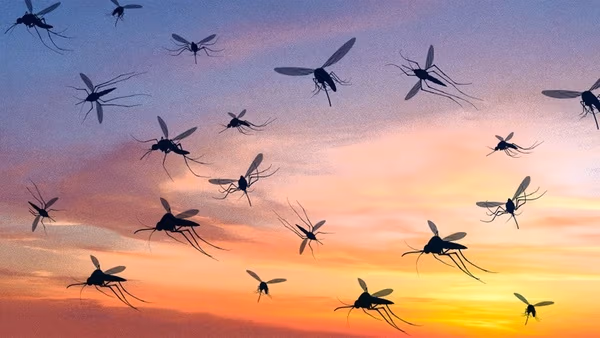Why Google wants to release 32 million mosquitoes in California and Florida | Fast Company