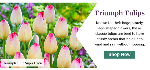 Triumph Tulip Supri Erotic