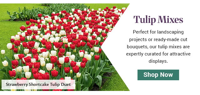 Strawberry Shortcake Tulip Duet