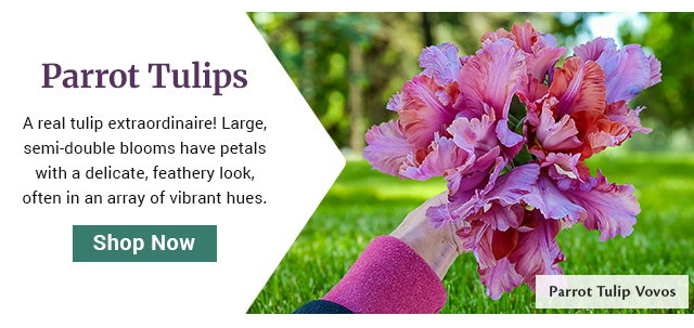 Parrot Tulip Vovos