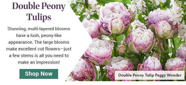 Double Peony Tulip Peggy Wonder