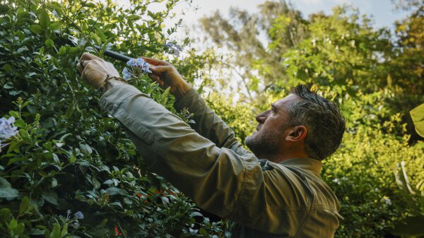 A man in a long-sleeve shirt prunes back plants at a garden. 