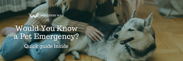 Would you know a pet emergency if you saw one?