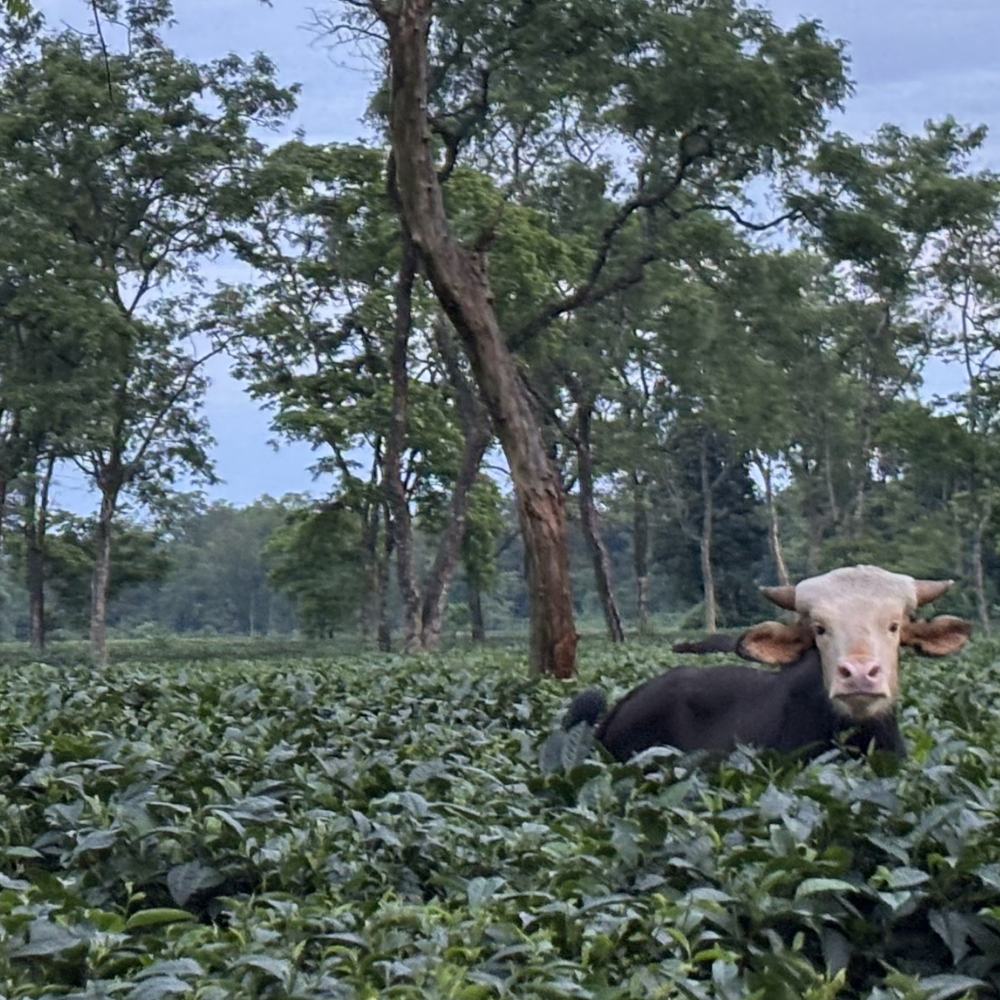 a buffalo in the tea estates