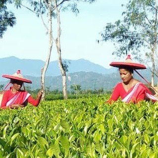tea picking in the beautiful hills 