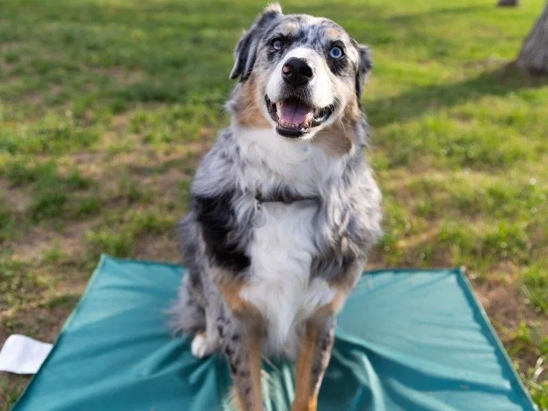 BarkBox lifestyle image