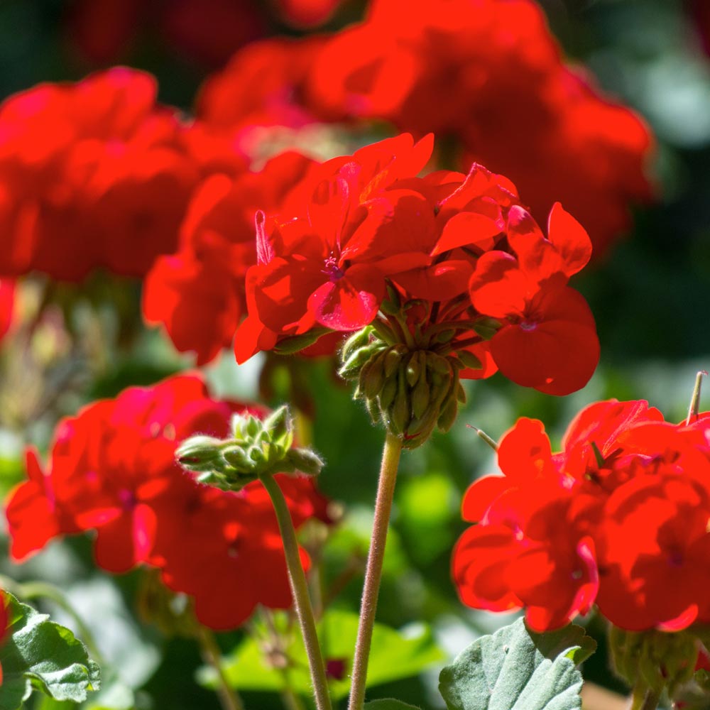 Geranium 'Best Red'