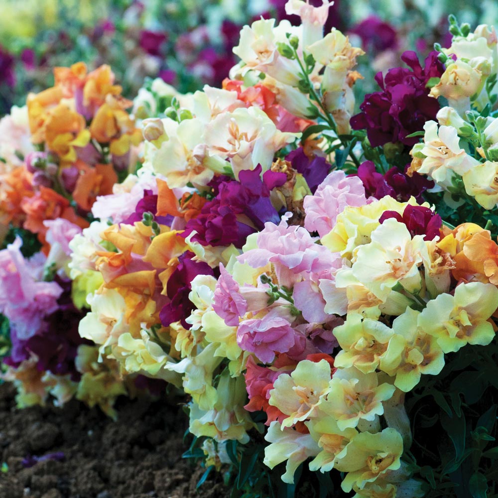 Antirrhinum 'Mini Butterflies Mixed'