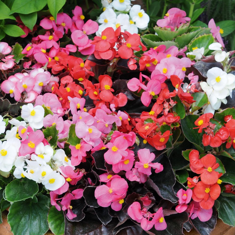 Begonia 'Organdy Mixed'