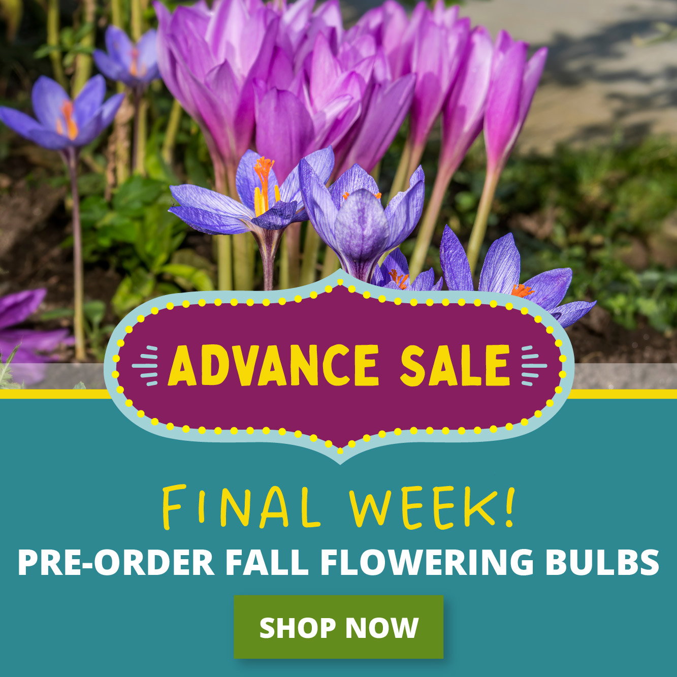 Final week save 25%