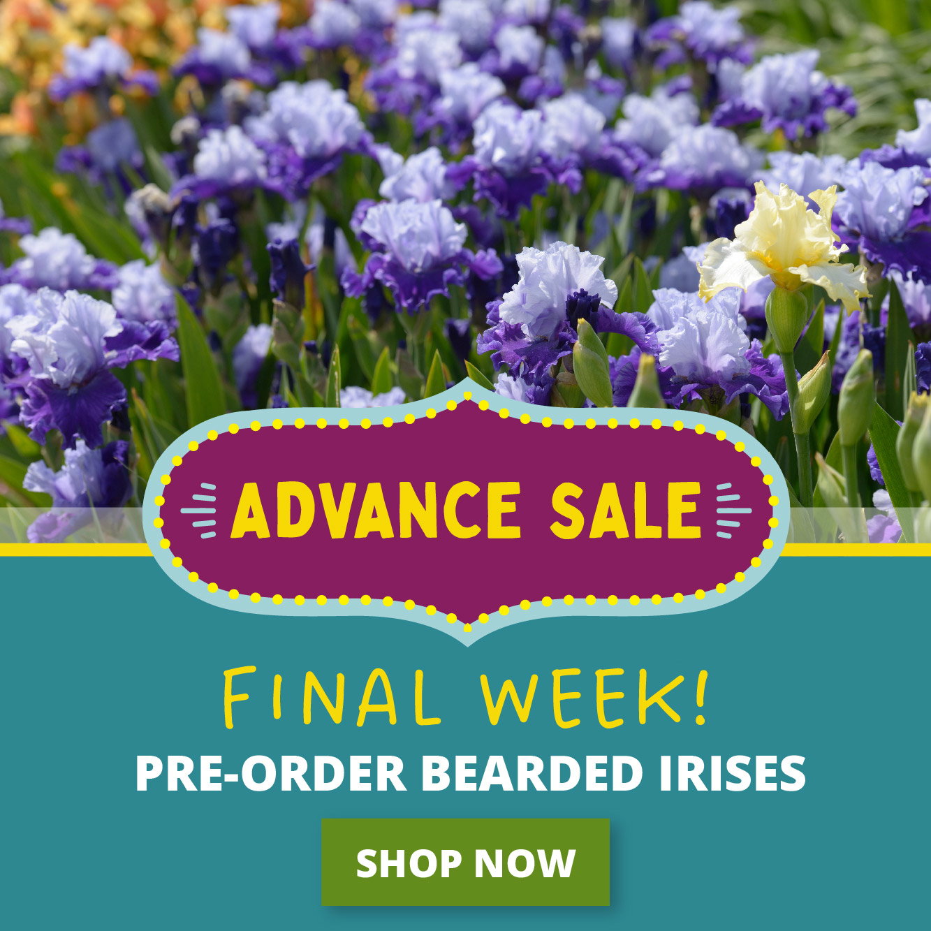 Final week advance sale