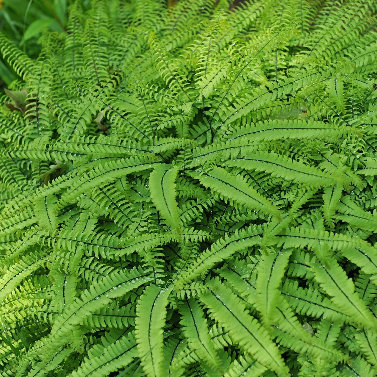 Image of Maidenhair Fern