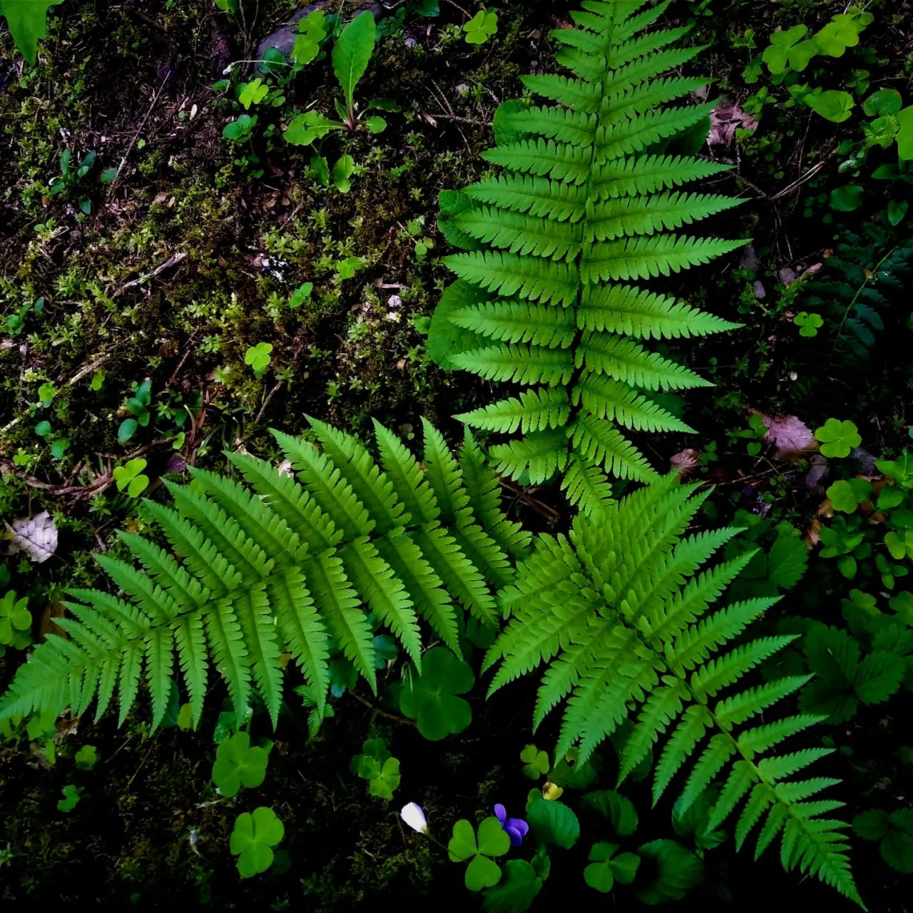 Image of Lady Fern