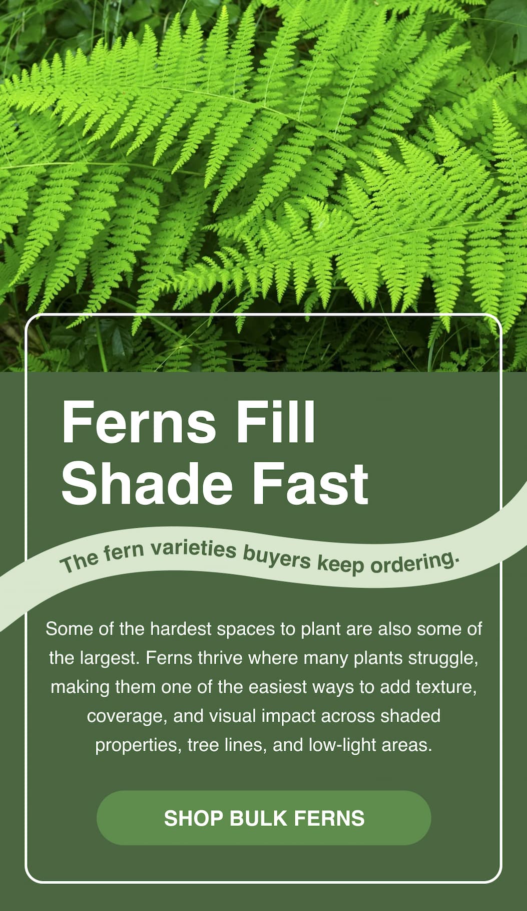 Ferns fill shade fast