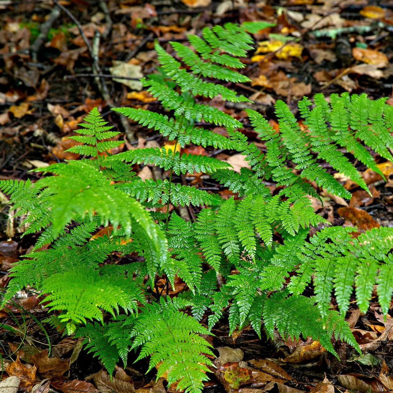 Image of New York Fern