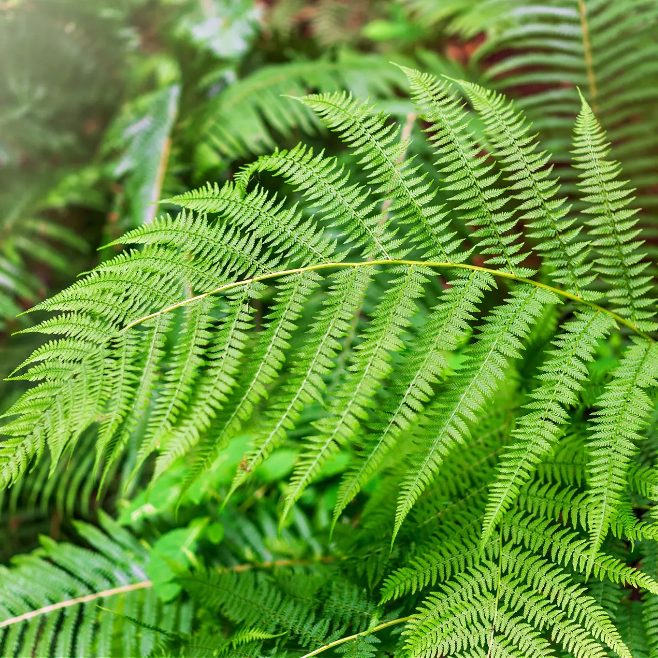 Image of Bracken Fern