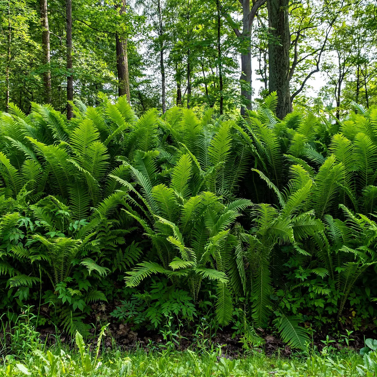 Image of Ostrich Fern