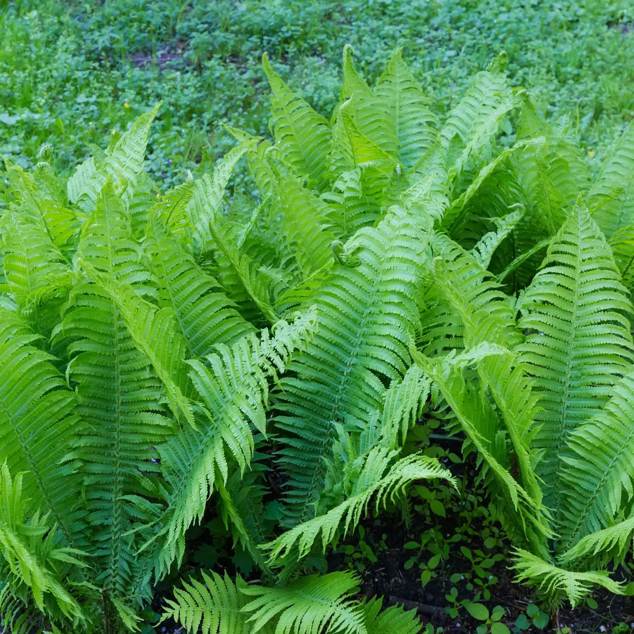Image of Giant Ostrich Fern