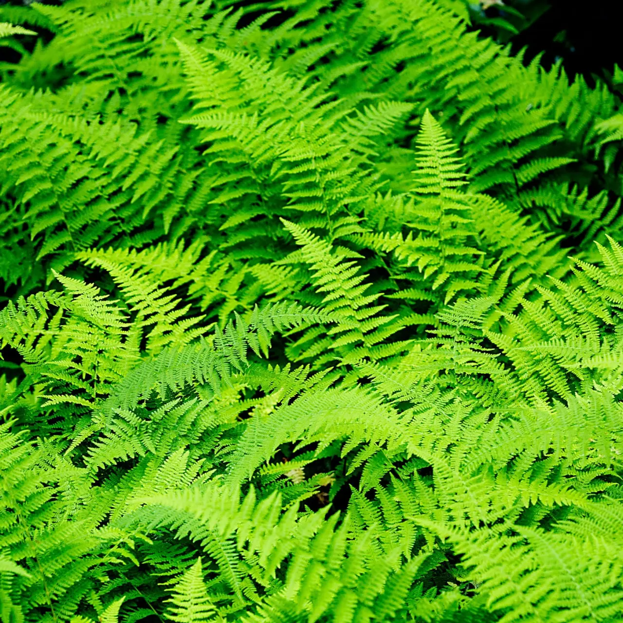 Image of Hay Scented Fern