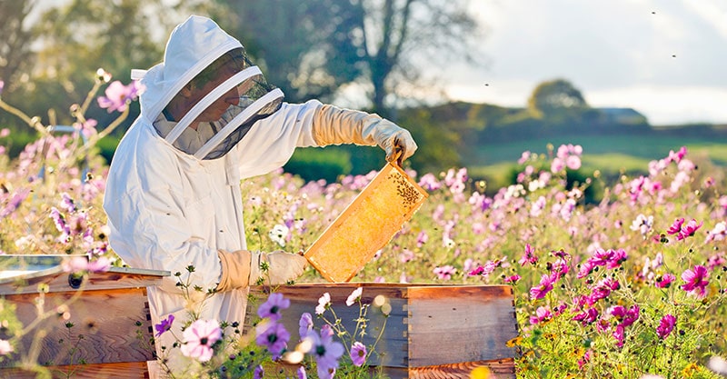 10-Frame Hives and Components