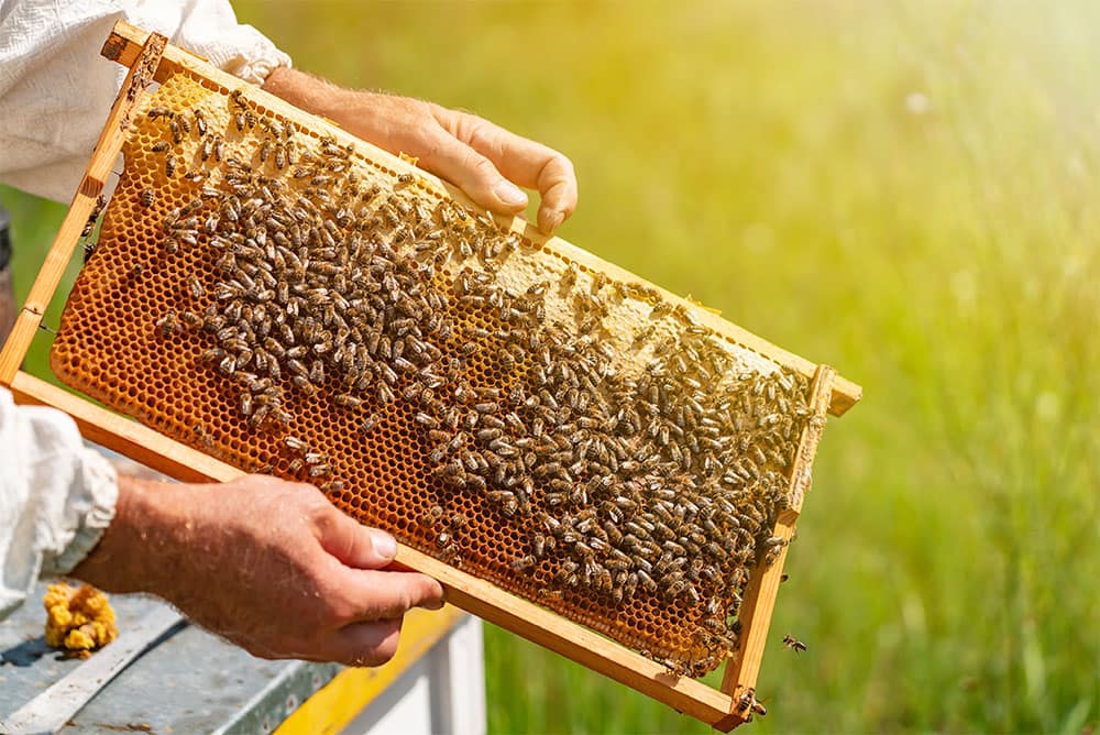 Shop Beehives
