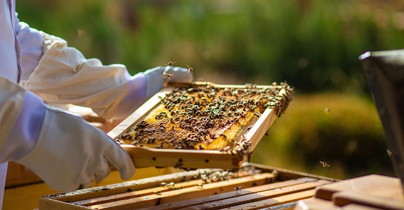 8-Frame Hives and Components