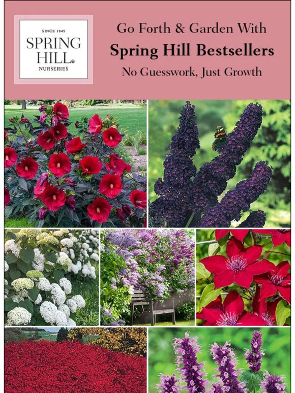 The Plants Spring Hill Gardeners Love Most