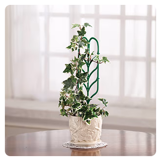 Mini Garden Trellis, Set of 3