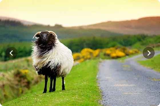 Irlande