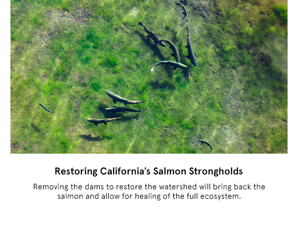 Restoring California's Salmon Strongholds