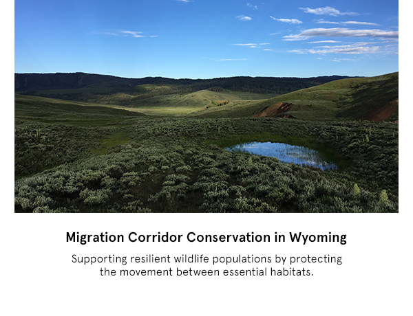 Migration Corridor Conservation in Wyoming