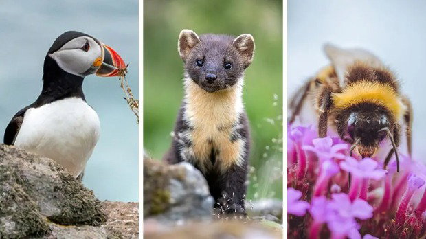 A composite picture featuring an Atlantic puffin on a rock, a pine marten and a bumblebee on a plant. The puffin has a white chest, black back and brightly-coloured beak. The pine marten is a bit weasel-like and has short brown hair with a cream patch on its neck. The bumble bee is fluffy and yellow and brown striped, and it sat on some small purple flowers.