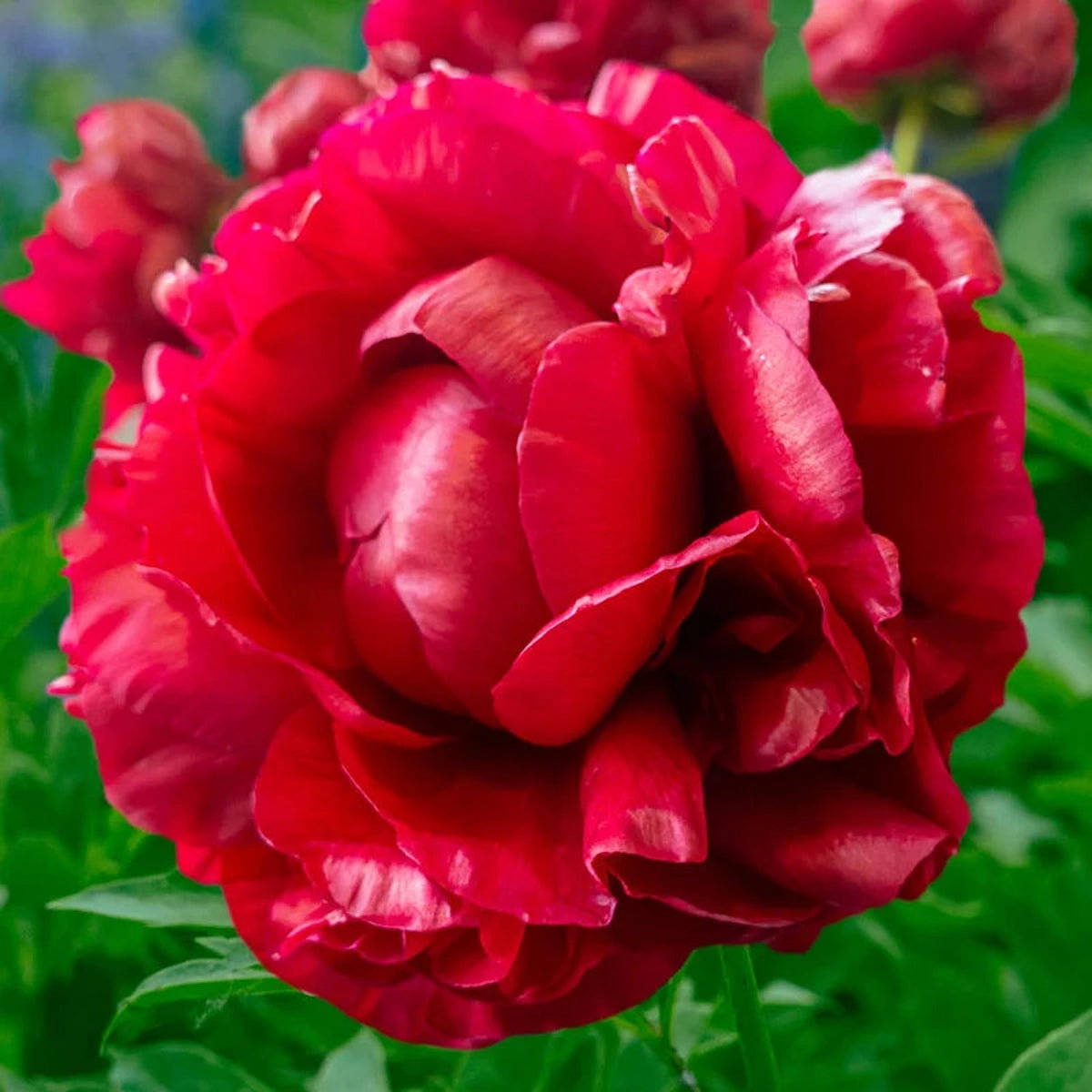 Henry Bockstoce Peony