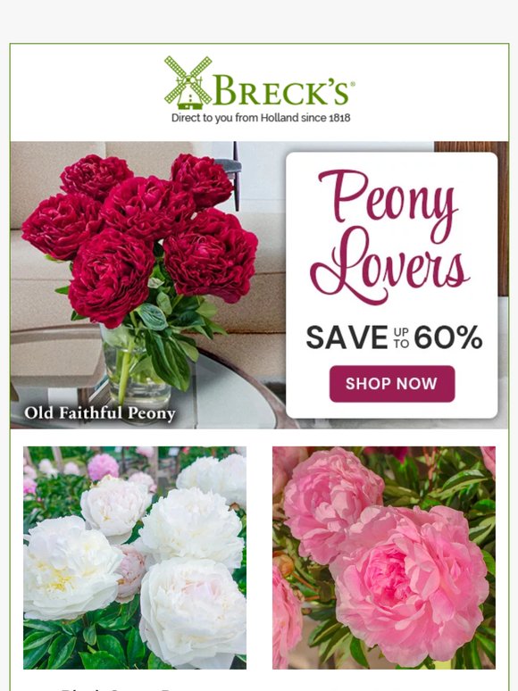 Peonies Offer Years of Lush, Colourful, Fragrant Blooms 🌺