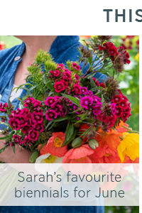 Sarah's favourite biennials for June