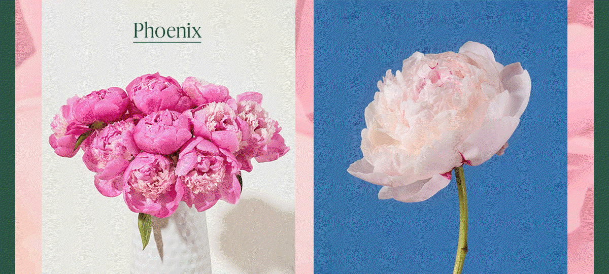 Phoenix Peonies